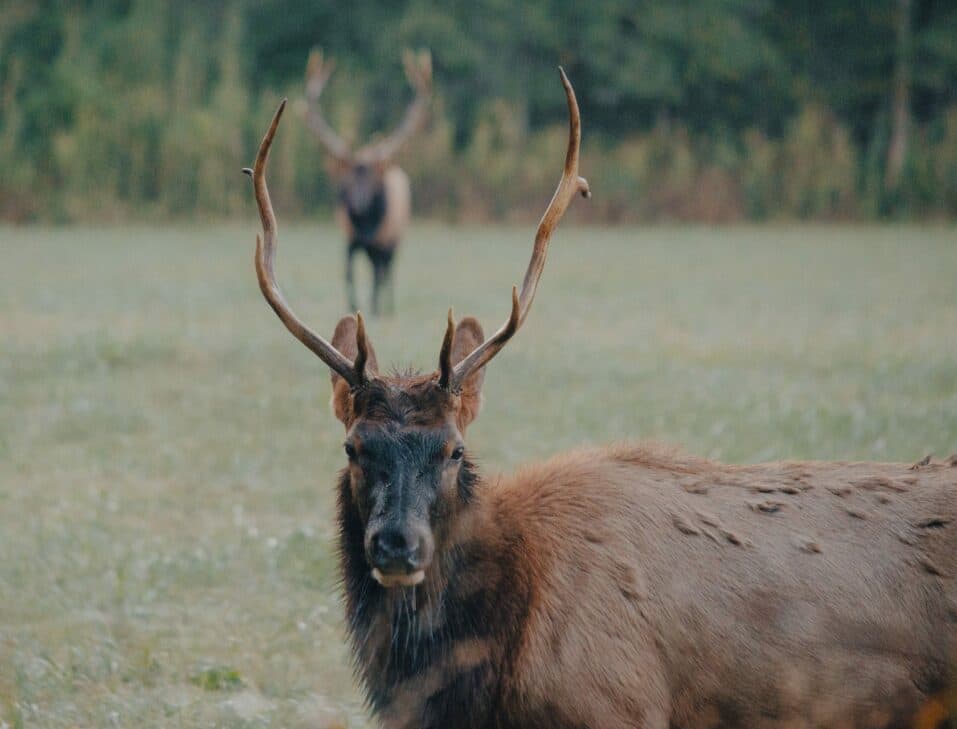 Elk & Wildlife | Buffalo Outdoor Center